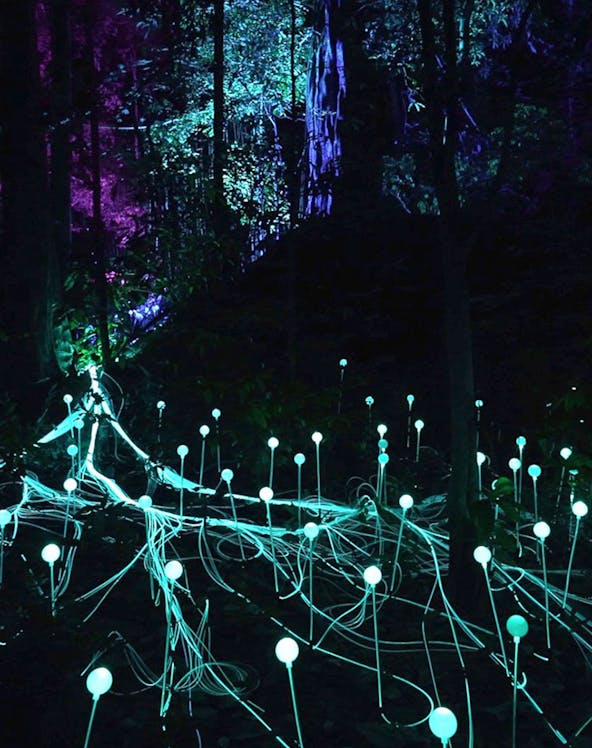 Glowing lights in Dream Forest Langkawi at night.