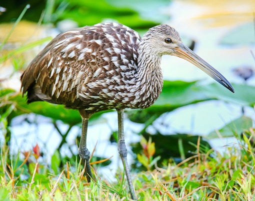 Limpkin standing in Everglades wetland with green foliage.