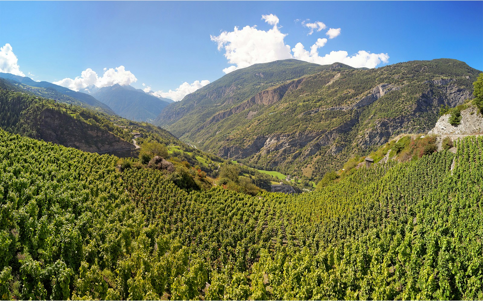 Vineyards in Visperterminen, Switzerland