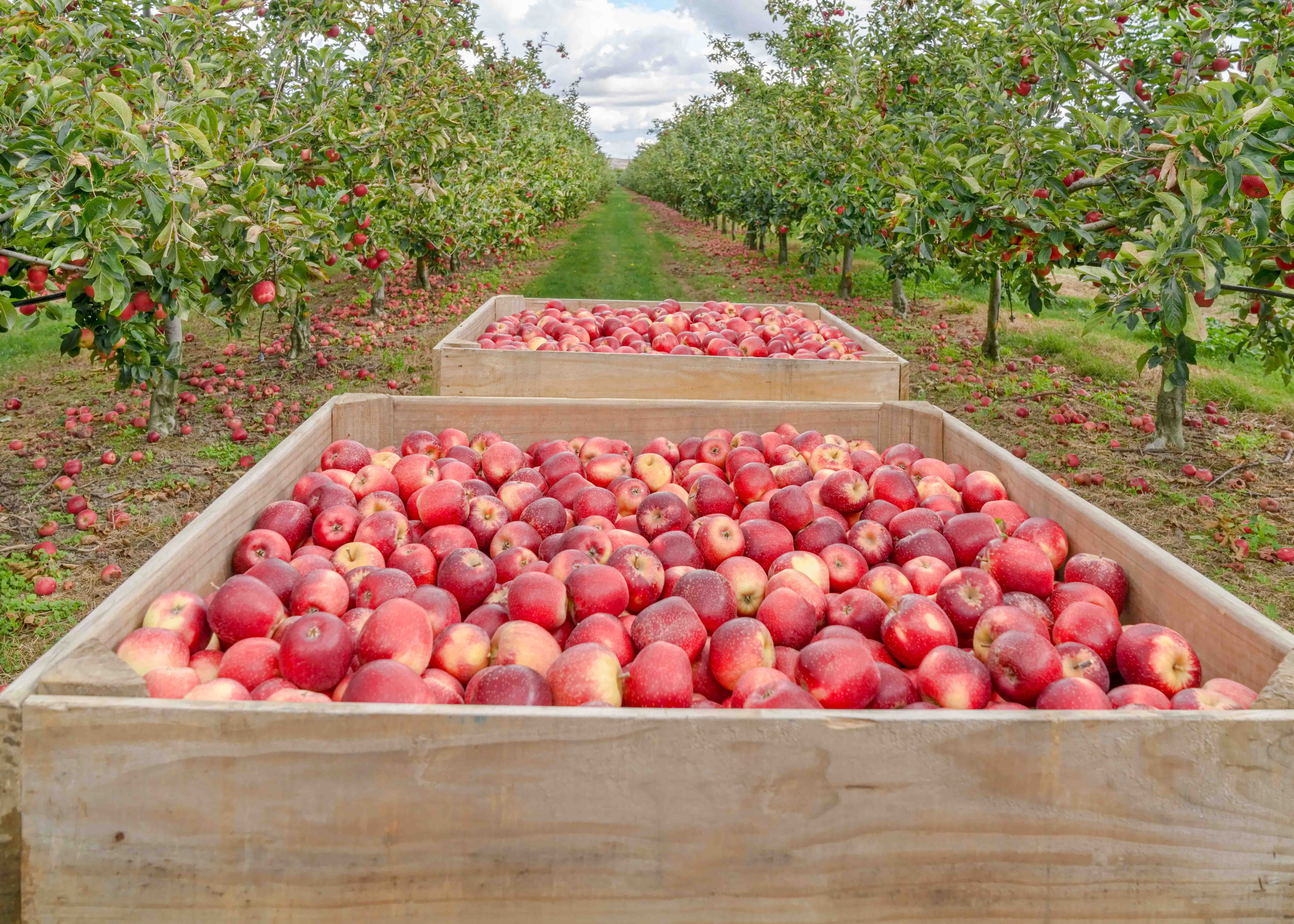 Day Trips from Auckland