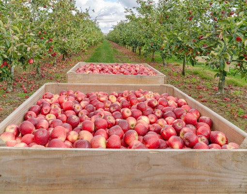 Day Trips from Auckland