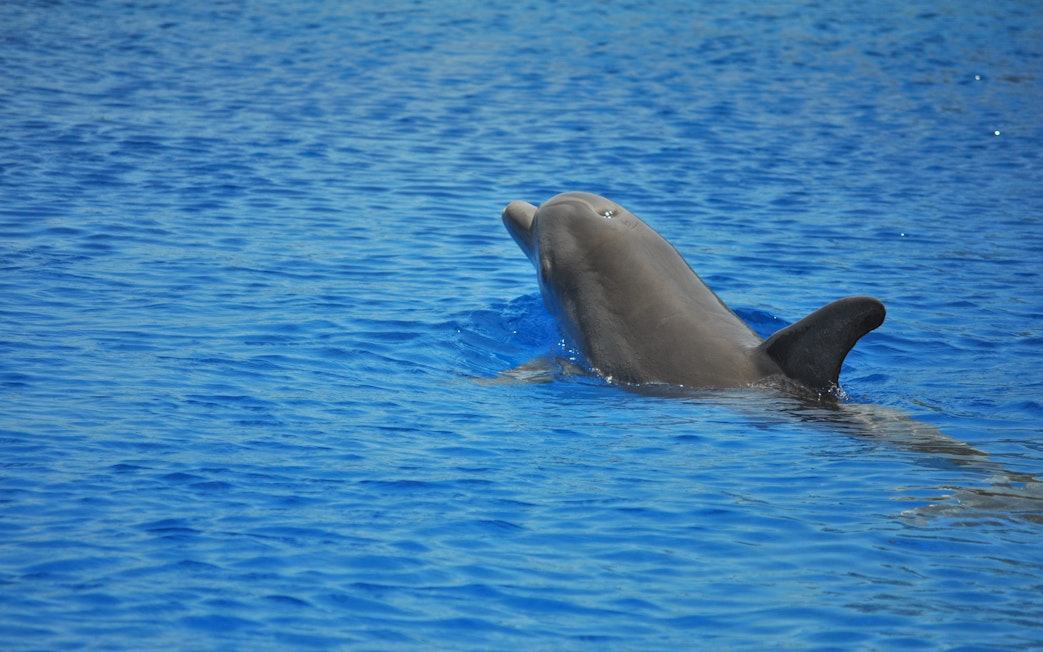 Dolphin swimming in the Red Sea at Dolphin House, Hurghada.