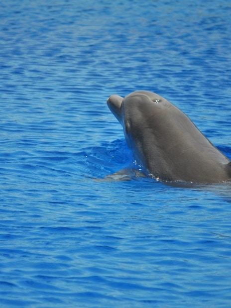 Dolphin swimming in the Red Sea at Dolphin House, Hurghada.