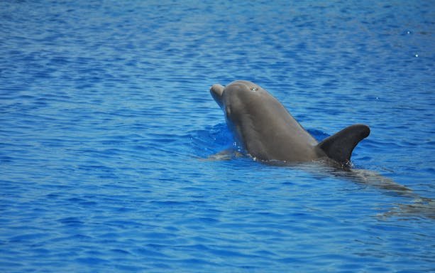 Dolphin swimming in the Red Sea at Dolphin House, Hurghada.