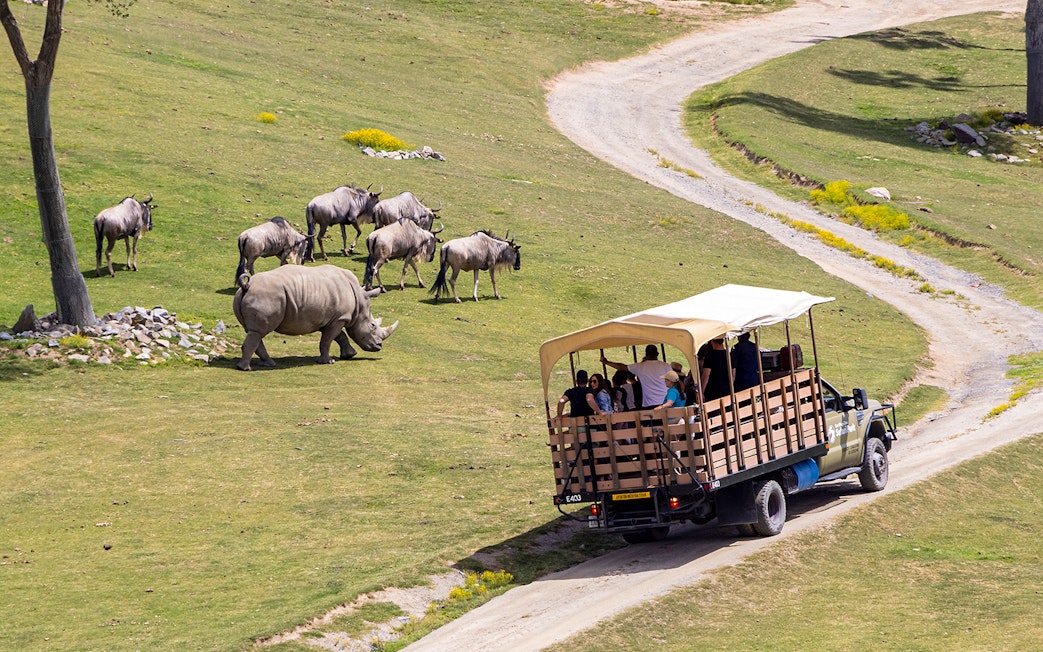 Safari tram with visitors passing rhino and wildebeests at San Diego Zoo Safari Park.