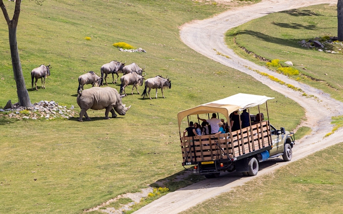 Safari tram with visitors passing rhino and wildebeests at San Diego Zoo Safari Park.
