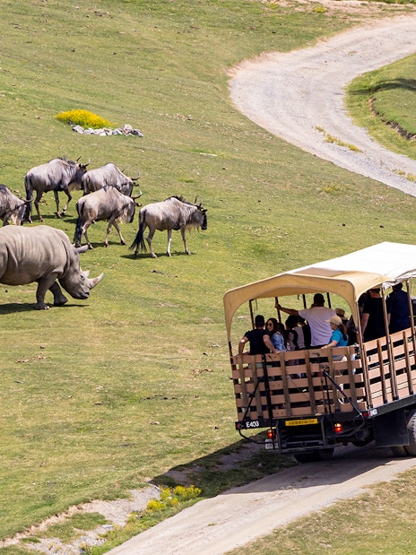 Safari tram with visitors passing rhino and wildebeests at San Diego Zoo Safari Park.