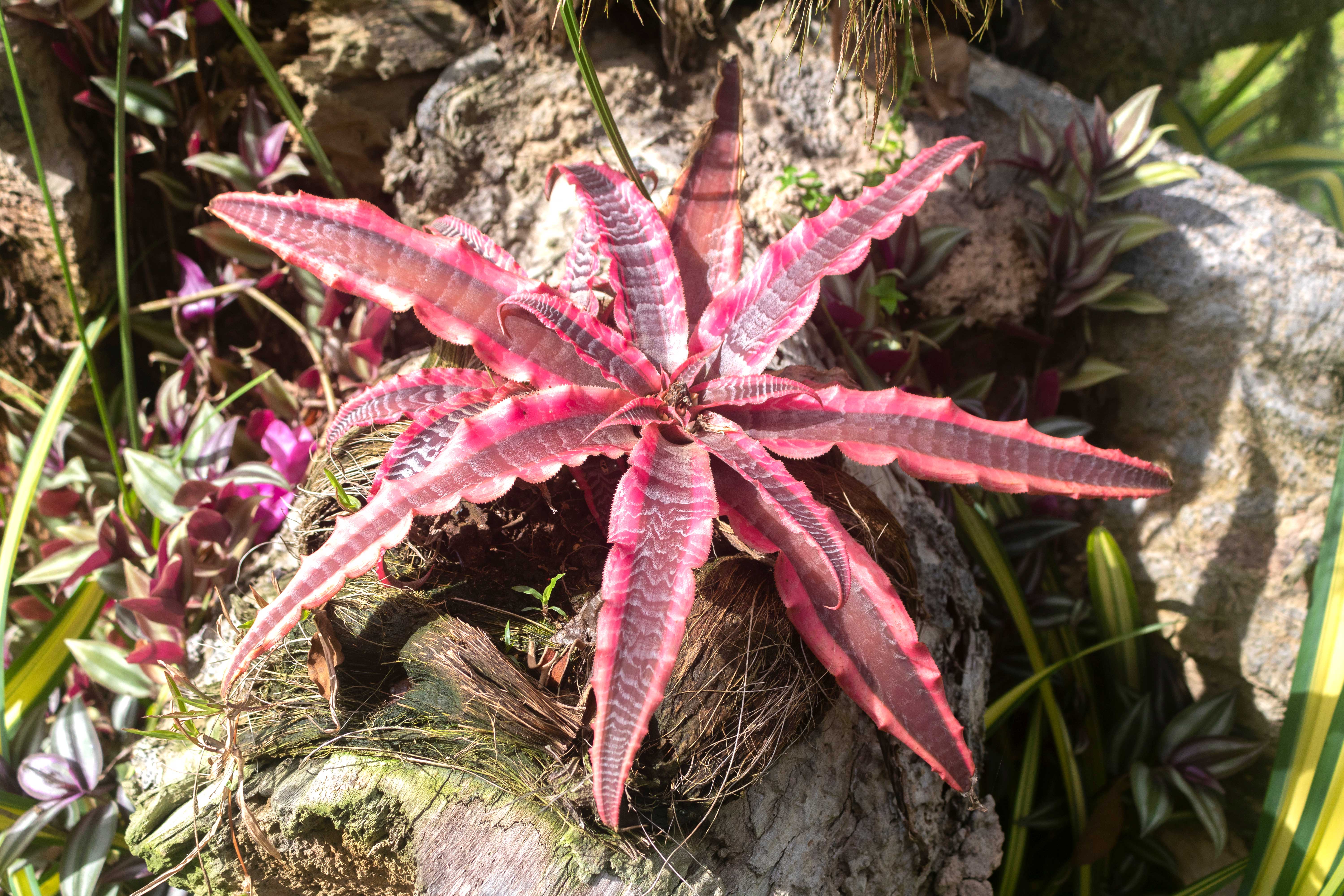 Yuen Peng McNeice Bromeliad Collection