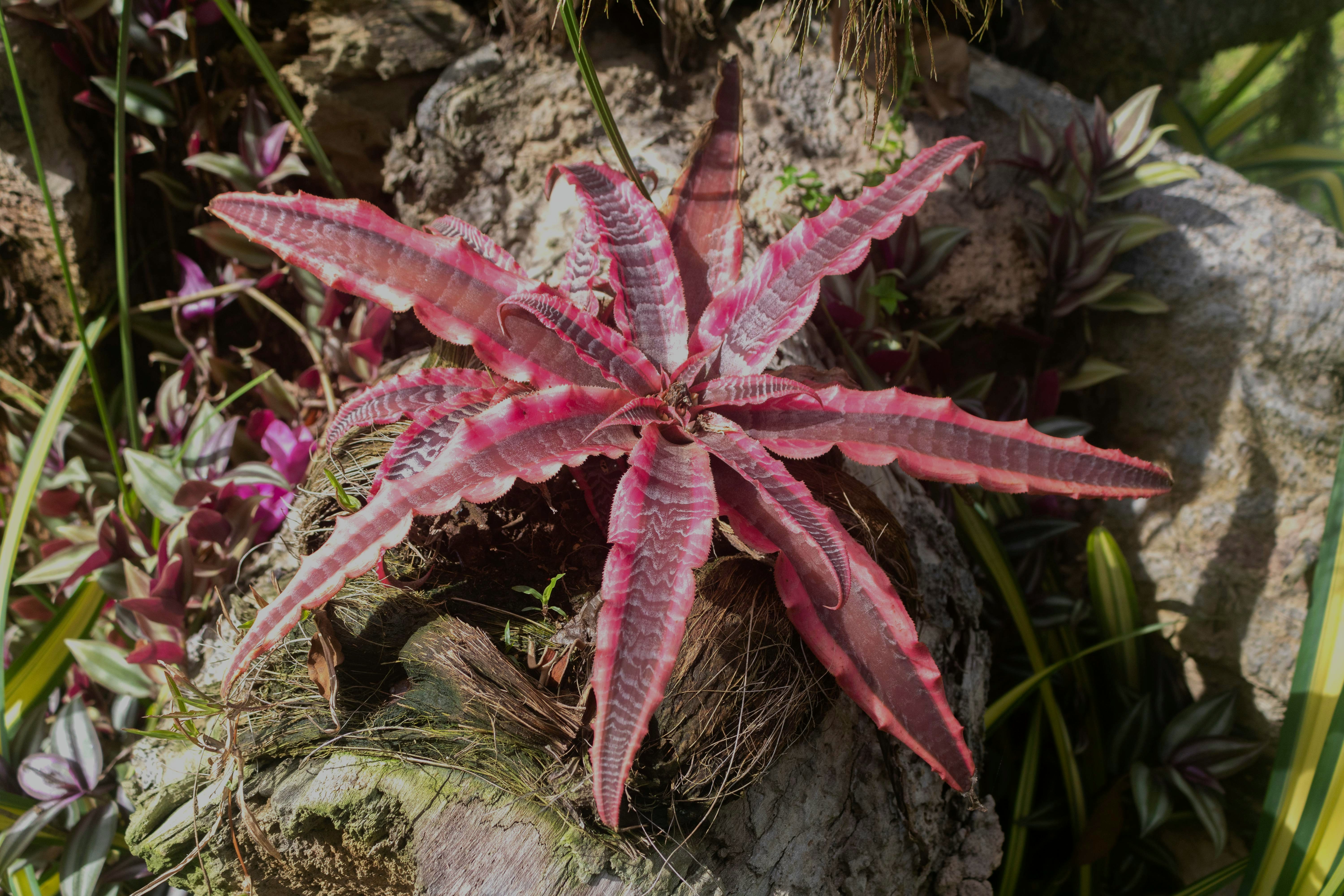 Yuen Peng McNeice Bromeliad Collection