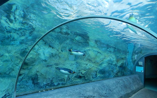 Penguins swimming in underwater tunnel at Asahiyama Zoo, Japan.