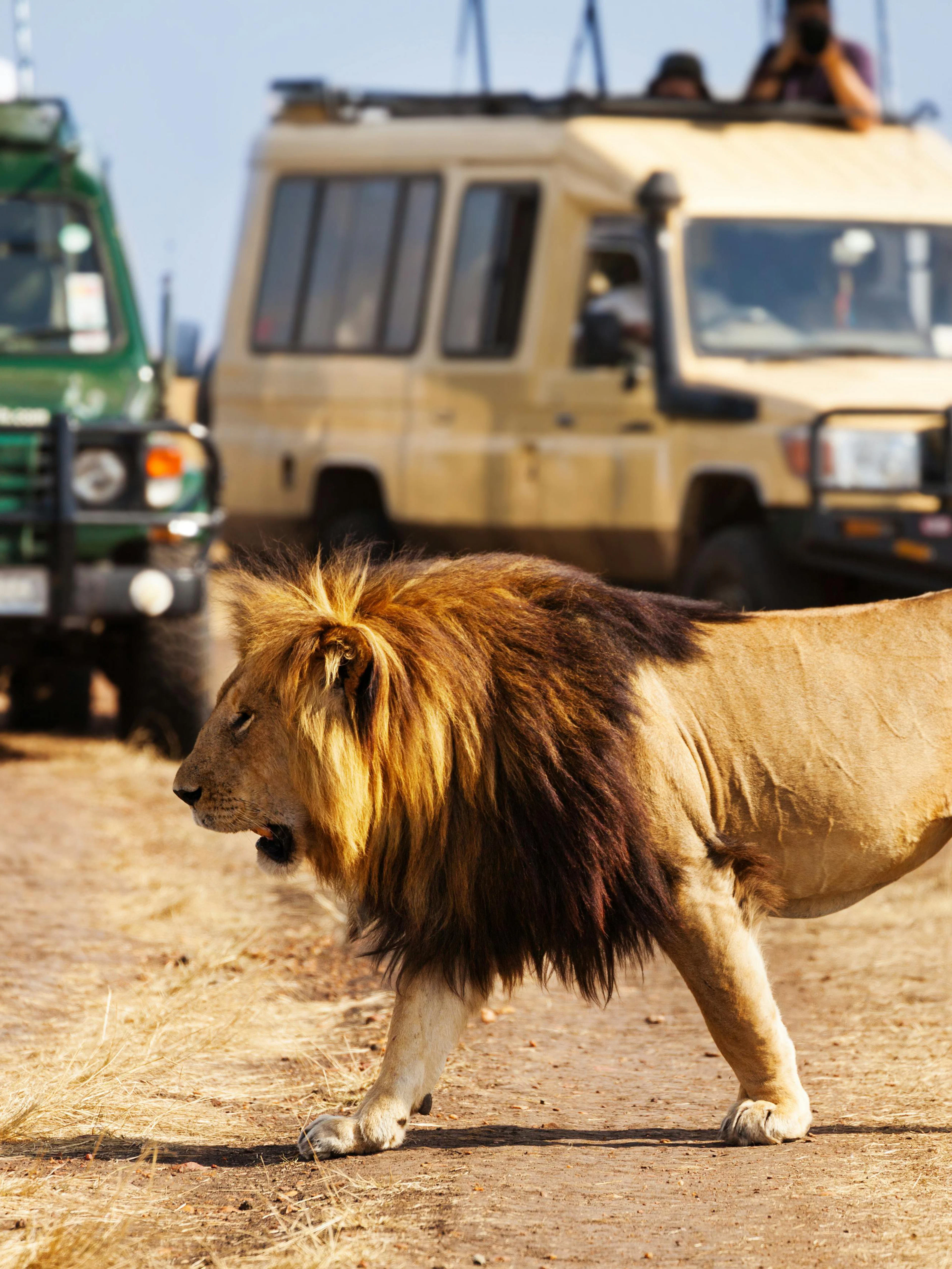 Lion crossing dirt road near safari vehicles in African savanna.