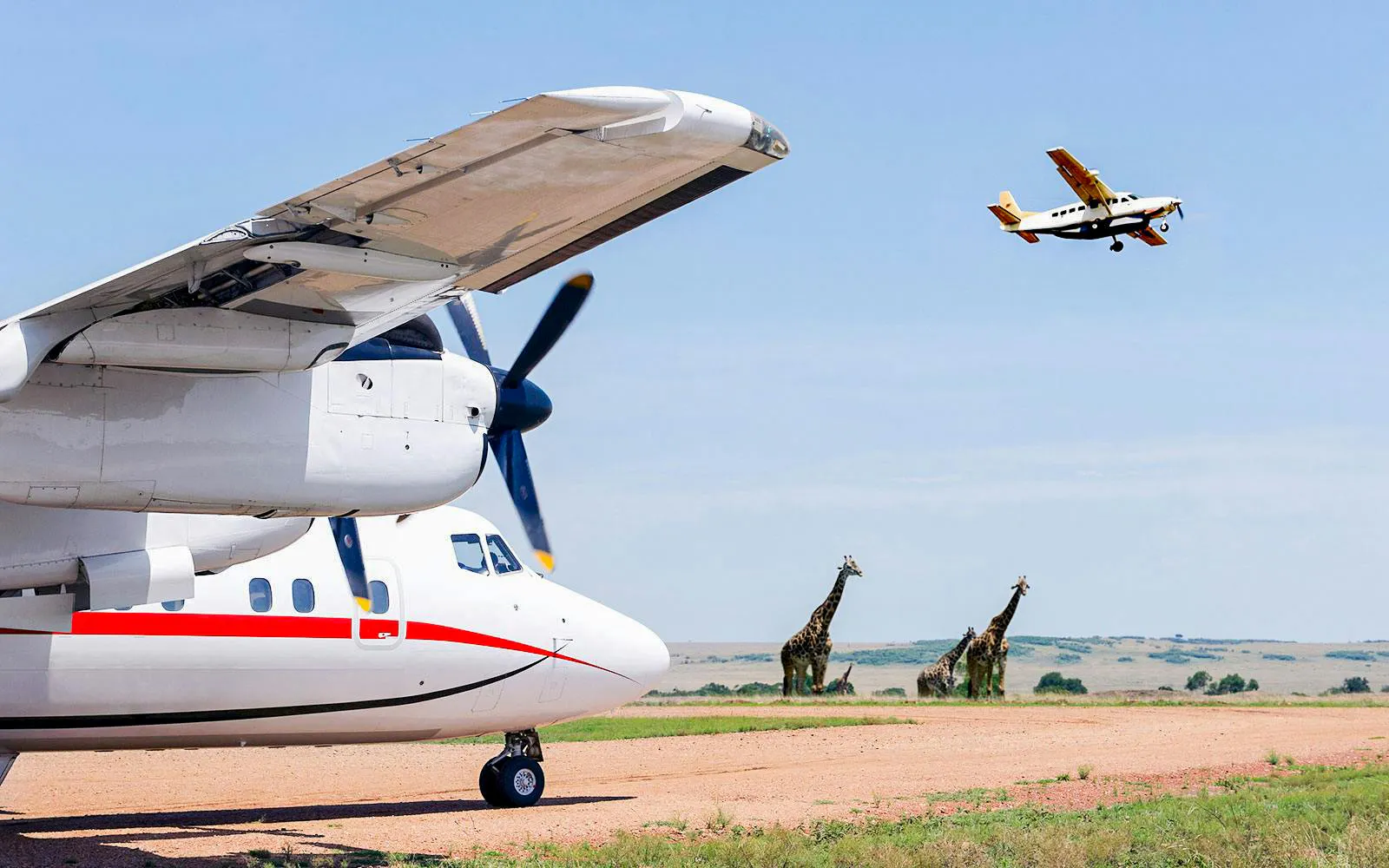 Aircraft on runway with giraffes in the background at Masai Mara aerodrome, Kenya.