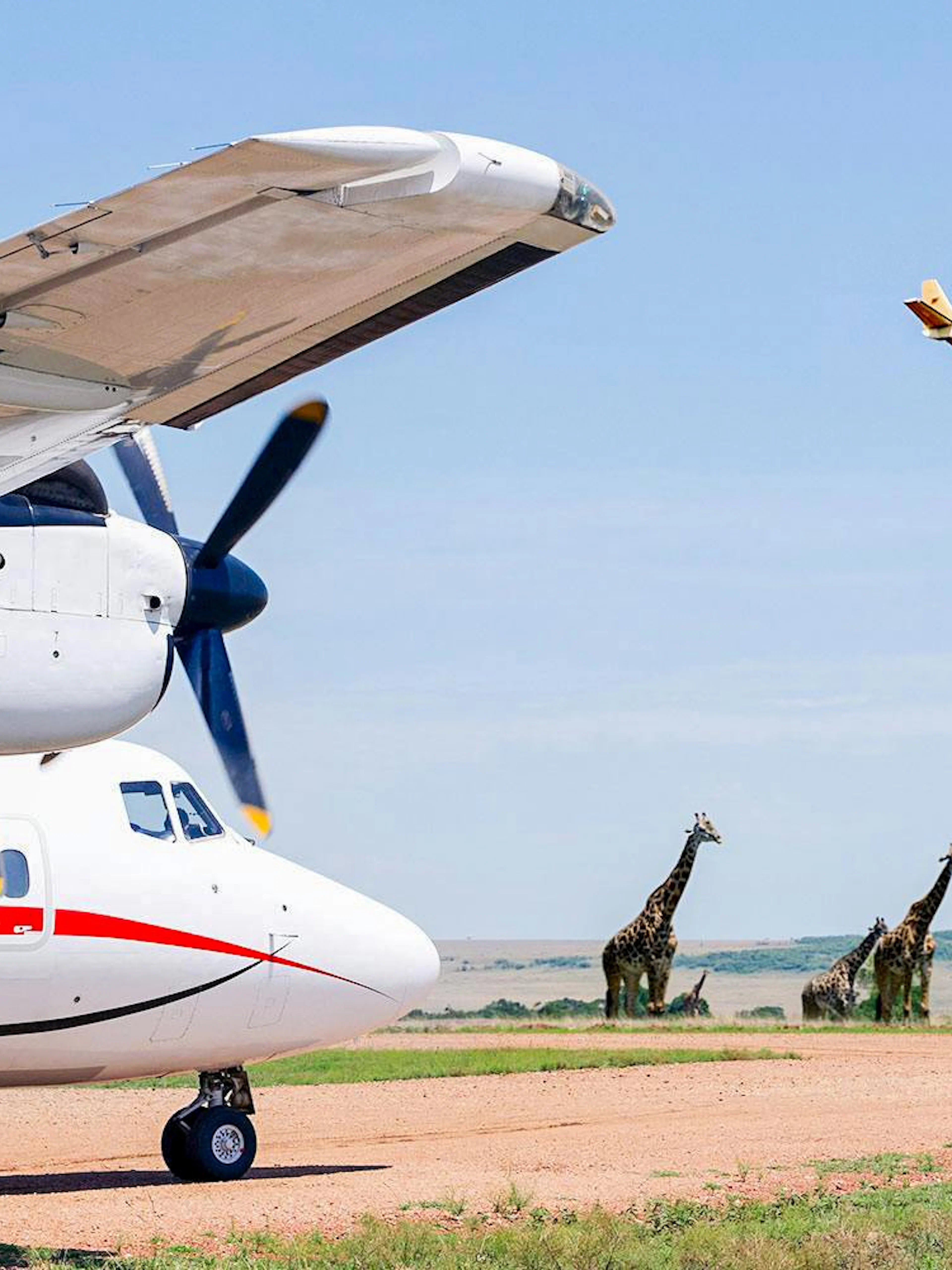 Aircraft on runway with giraffes in the background at Masai Mara aerodrome, Kenya.