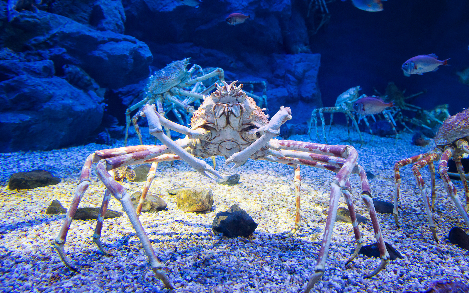 Giant Spider Crabs at SEA LIFE Bangkok Rocky Hideout