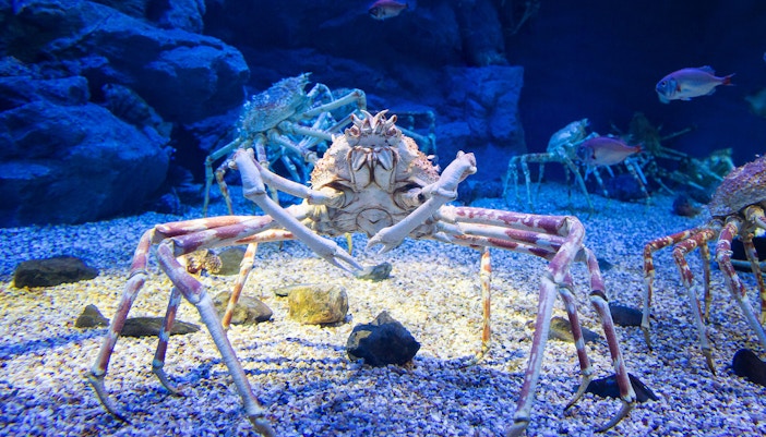 Giant Spider Crabs at SEA LIFE Bangkok Rocky Hideout
