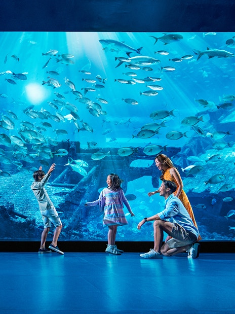 Family enjoying marine life at Open Ocean Habitat, S.E.A. Aquarium Singapore.