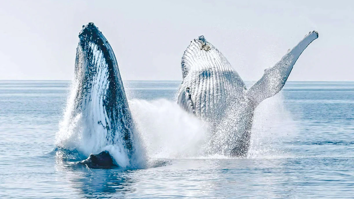 Two humpback whales breaching from the ocean during a Hervey Bay whale watching tour.