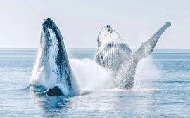 Humpback Whale