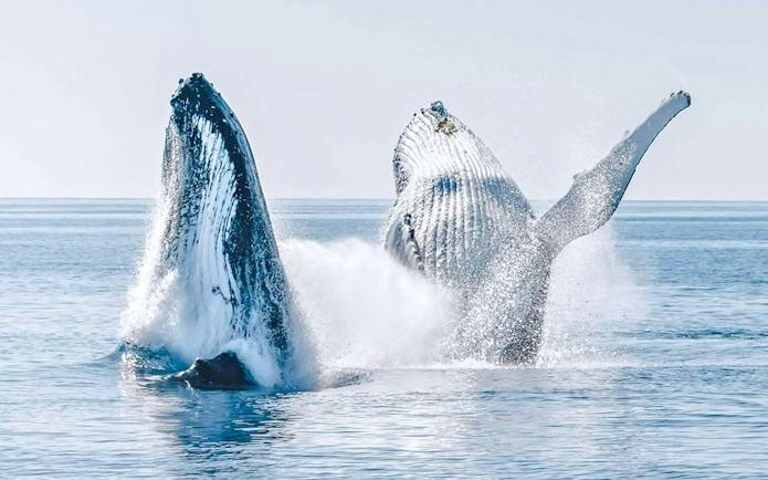 Two humpback whales breaching from the ocean during a Hervey Bay whale watching tour.