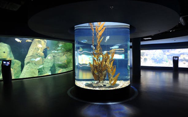 Istanbul Aquarium interior with large cylindrical tank and marine life.