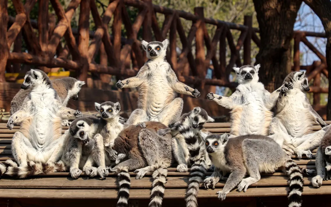 Shanghai Wild Animal Park Private Guided Tour with English-Speaking Guide and Transfers