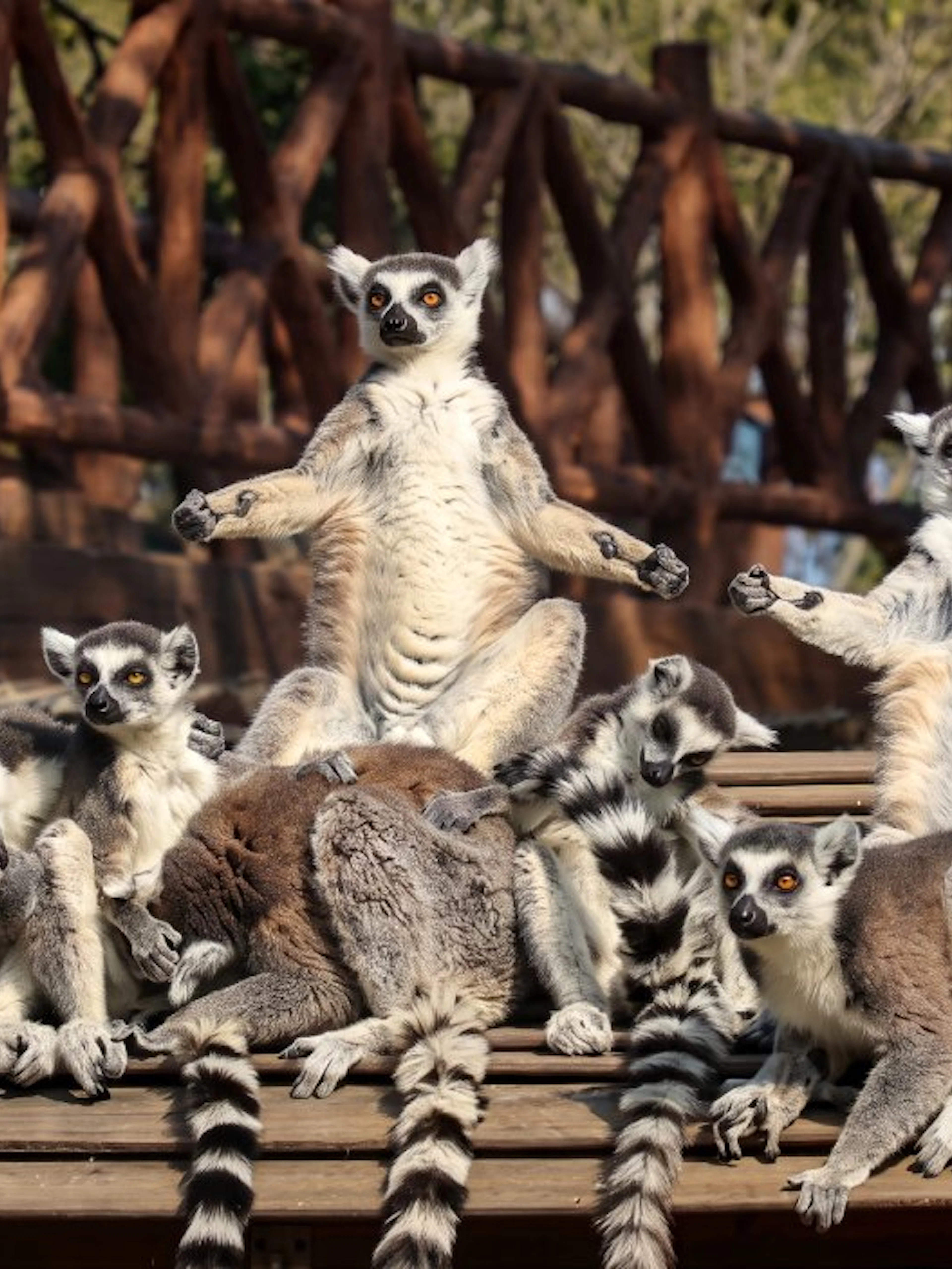 Lemurs sitting on a wooden platform at Shanghai Wild Animal Park.