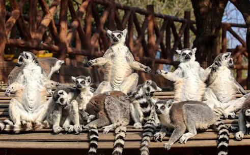 Lemurs sitting on a wooden platform at Shanghai Wild Animal Park.