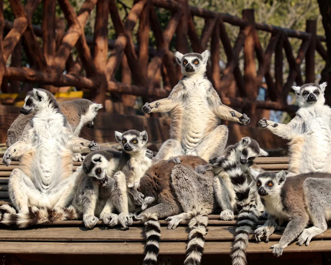 Shanghai Wild Animal Park Private Guided Tour with English-Speaking Guide and Transfers