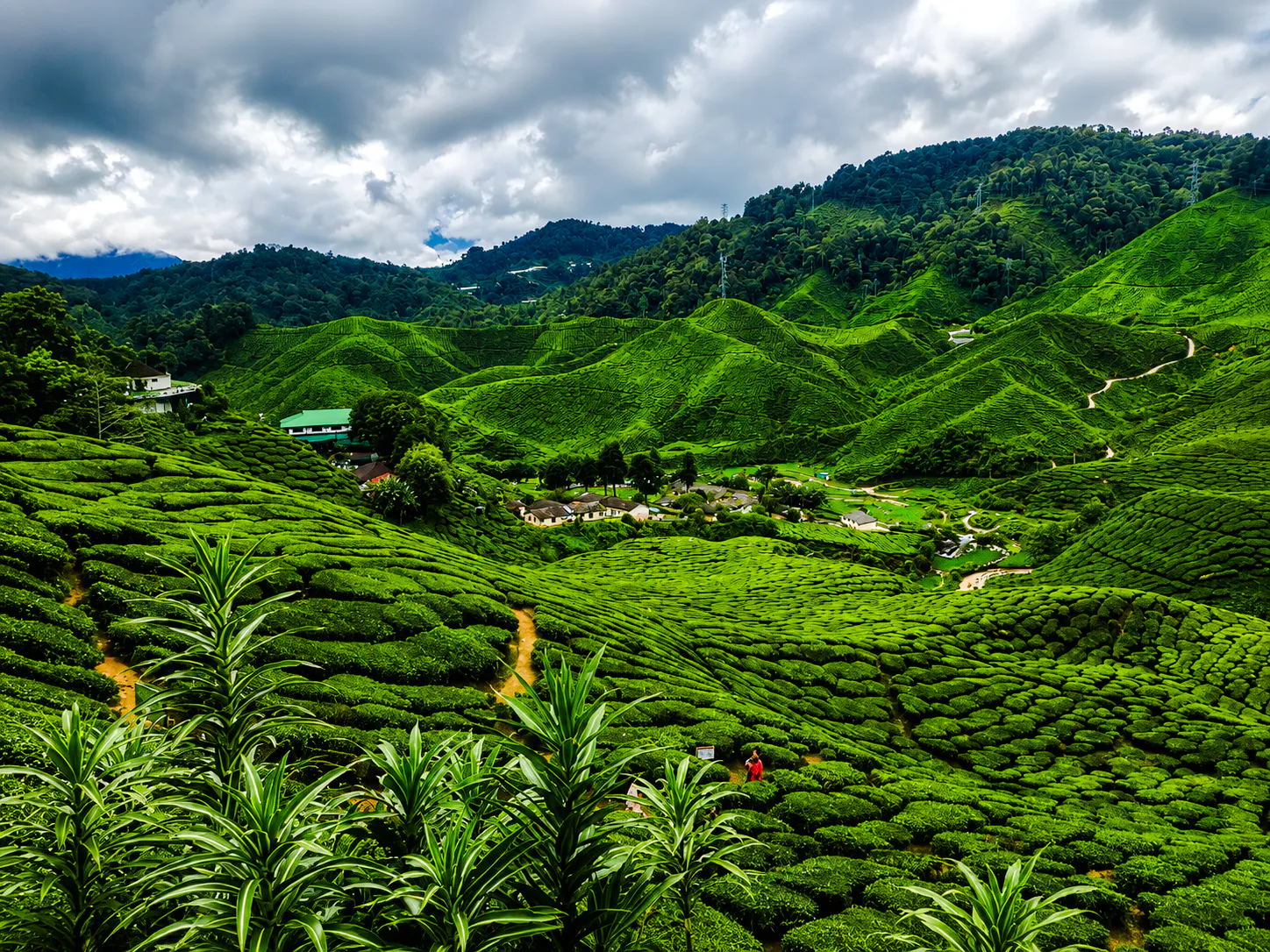 Cameroon Highland : Best nature in highland