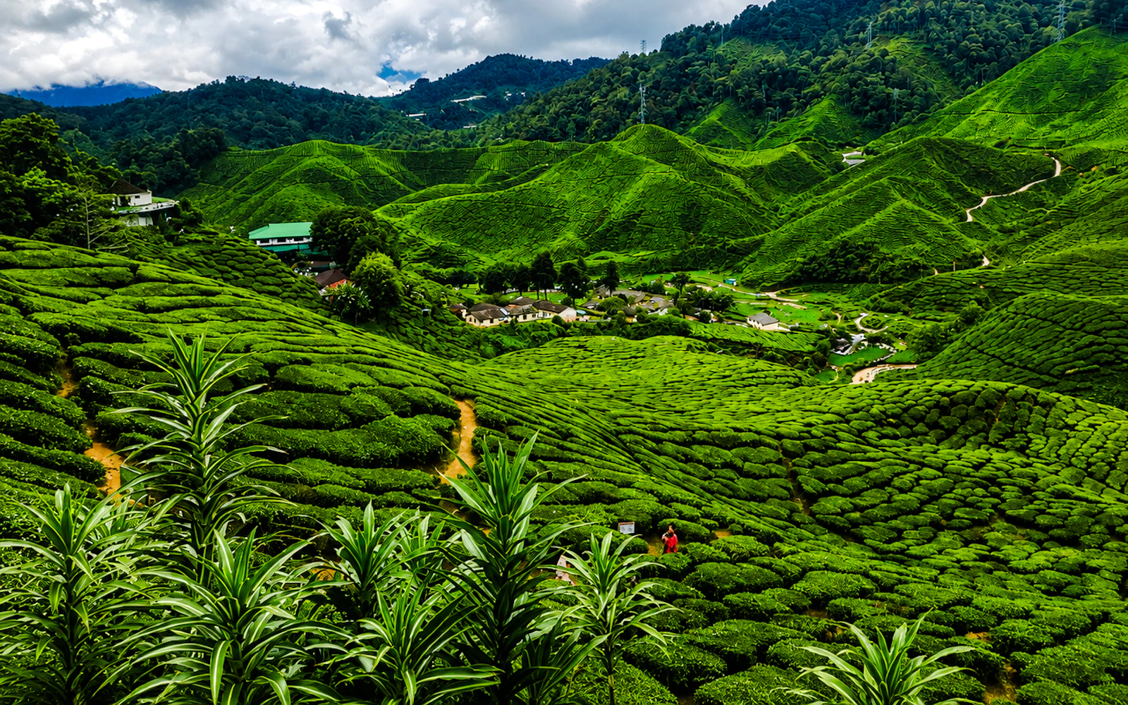Cameroon Highland : Best nature in highland