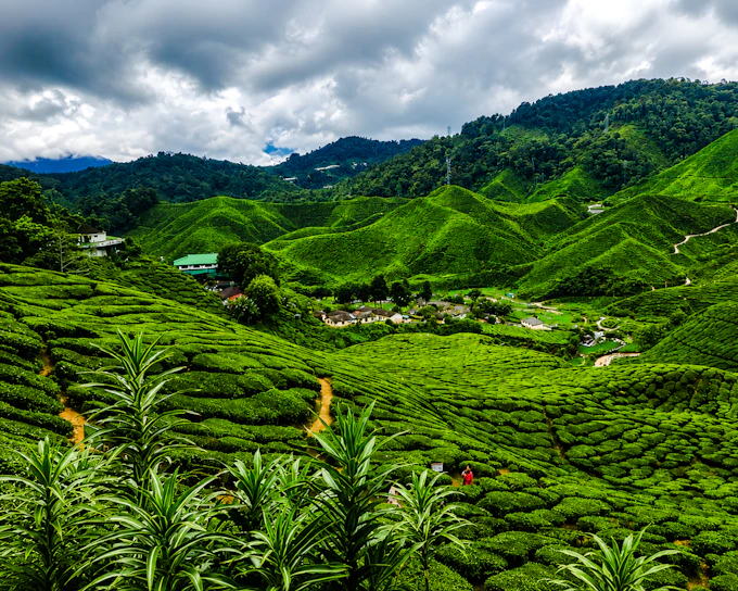 From Kuala Lumpur: Cameron Highlands Tour (Product 52538)