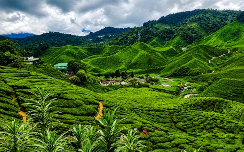 z kuala lumpur: wycieczka do cameron highlands-1