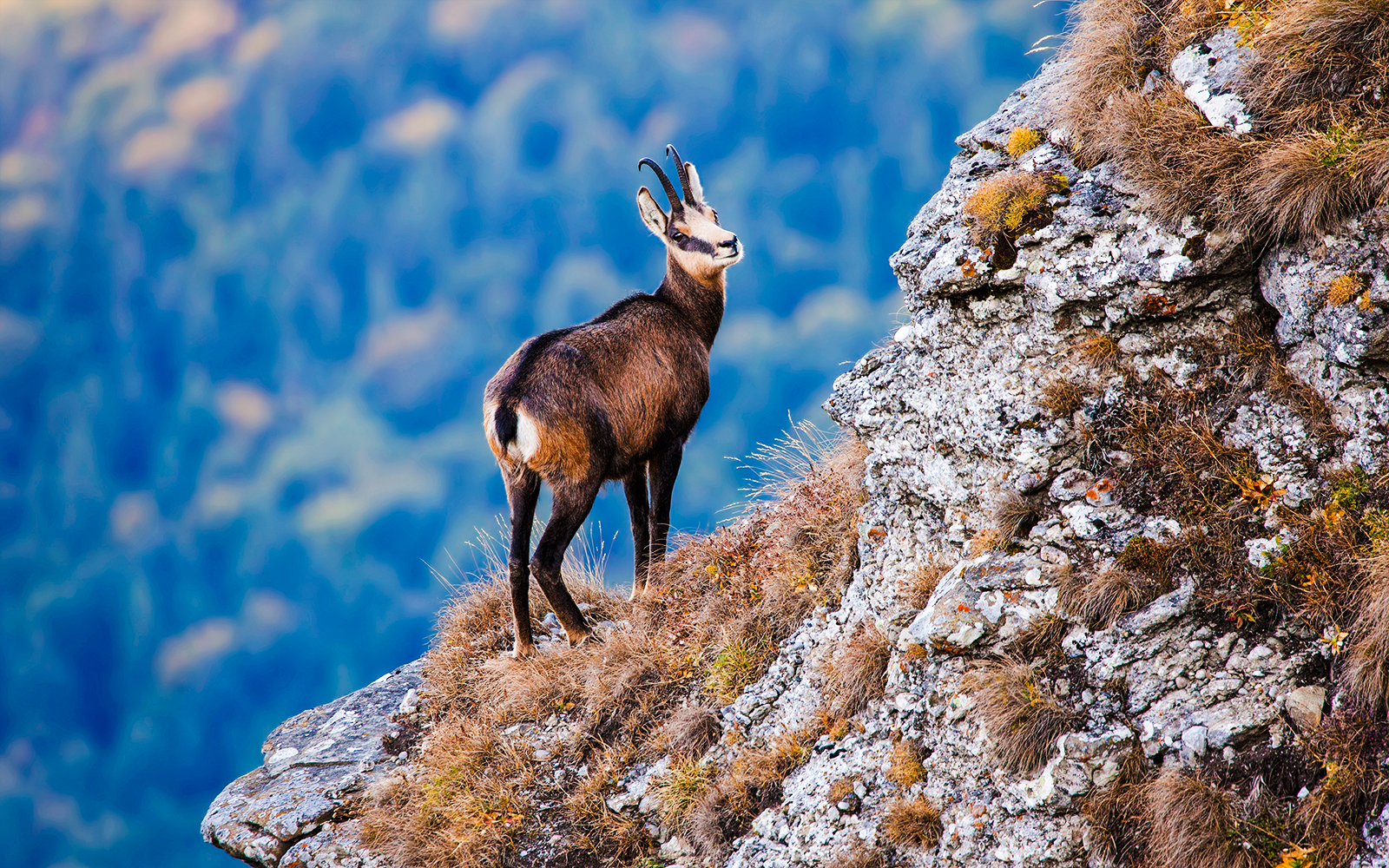 Chamois wild goat on rocky ledge overlooking alpine landscape in the Alps.