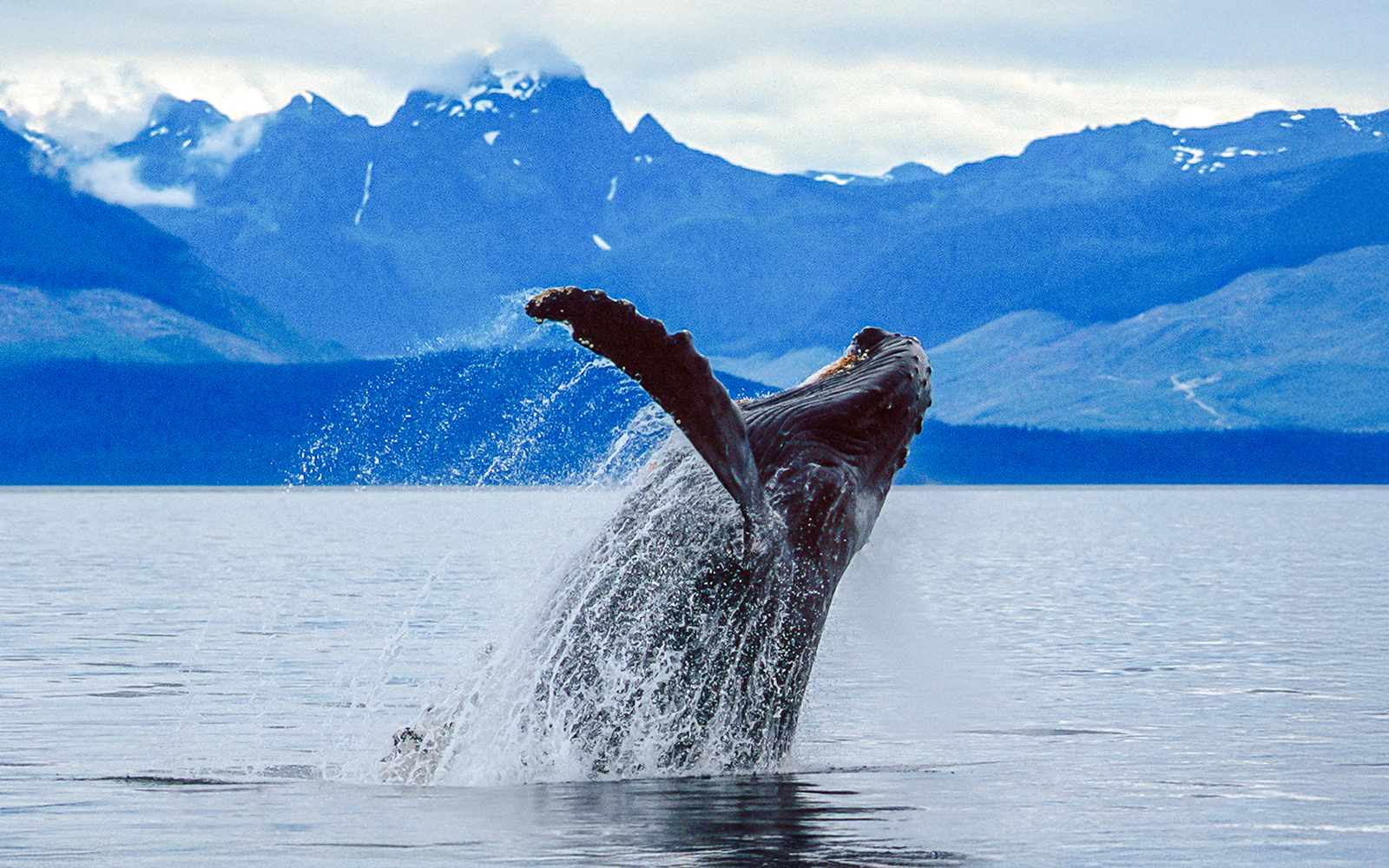 Breaching whale in Juneau waters with mountain backdrop.