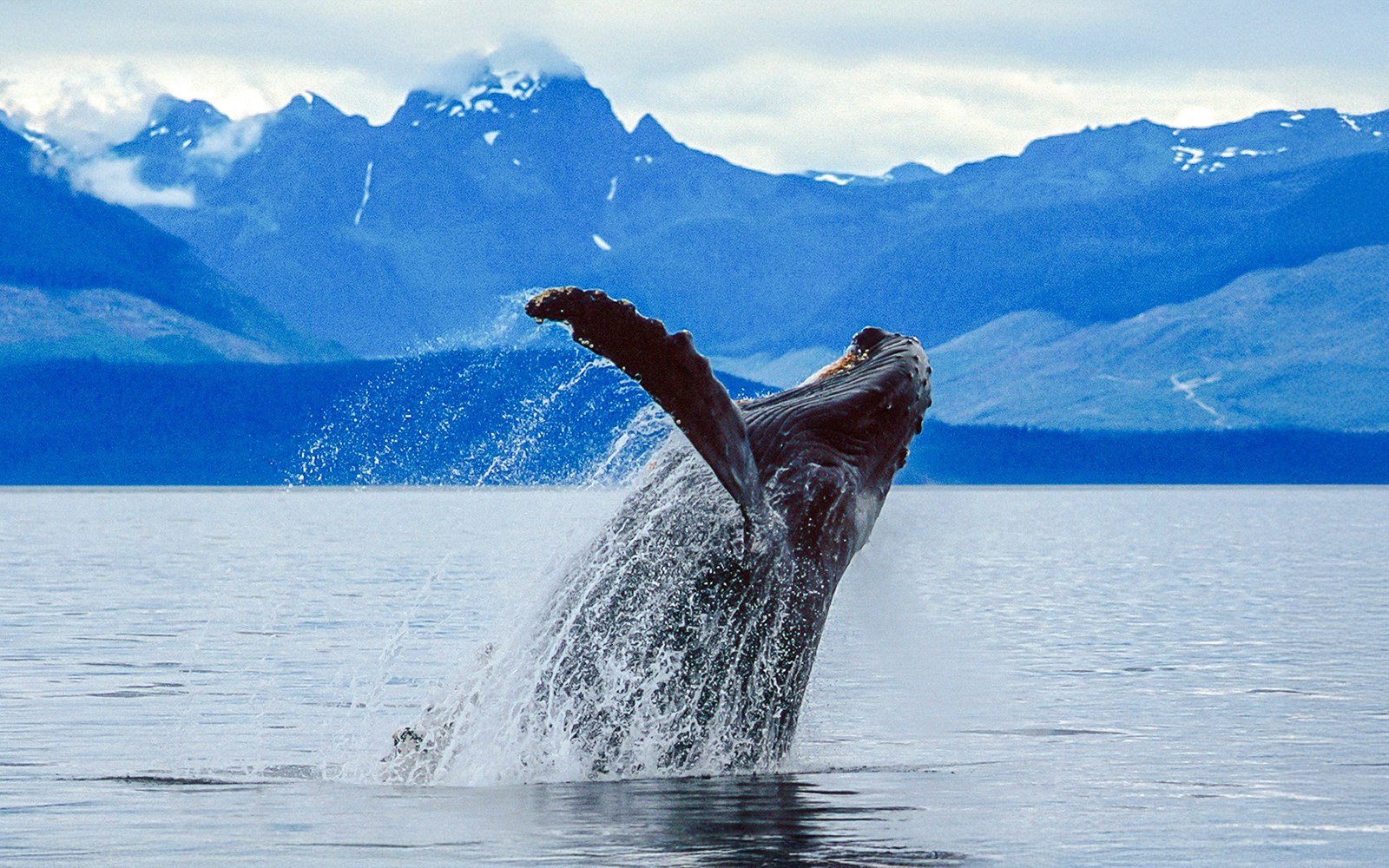 Breaching whale in Juneau waters with mountain backdrop.
