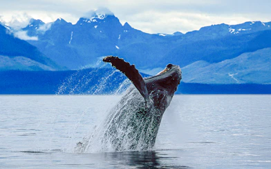 Breaching whale in Juneau waters with mountain backdrop.