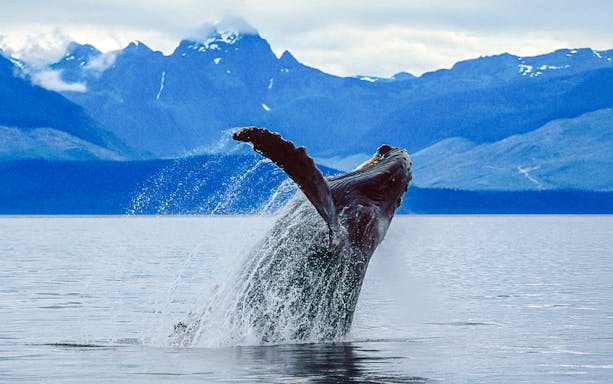 Breaching whale in Juneau waters with mountain backdrop.