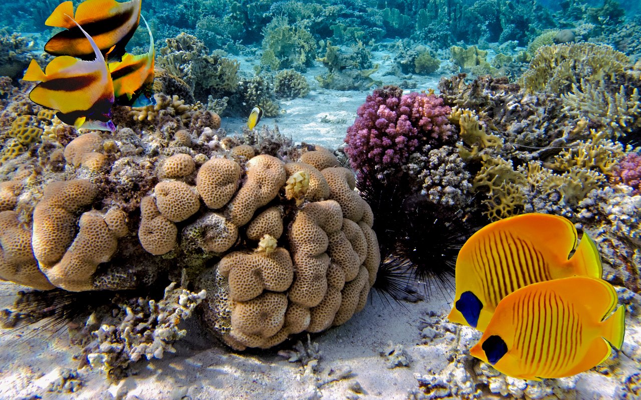 Underwater coral reef with small fish, Red Sea, Hurghada Dolphin Watching Boat Tour.