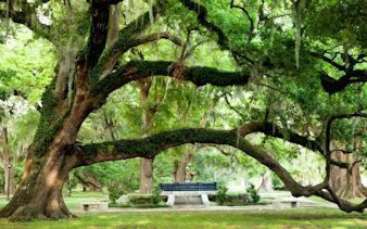 Oak trees with Spanish moss in New Orleans' Garden District during a city and cemetery tour.