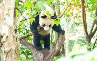 Playful panda climbing a tree at Dujiangyan Panda Valley.