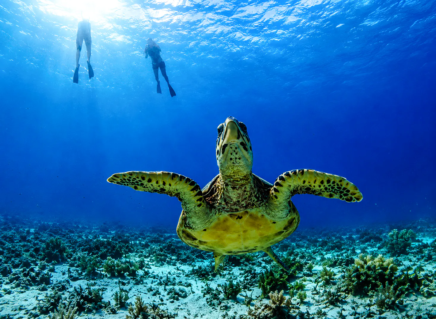 visite privée en bateau à fond de verre au départ de gili trawangan pour faire de la plongée avec tuba à gili meno-1