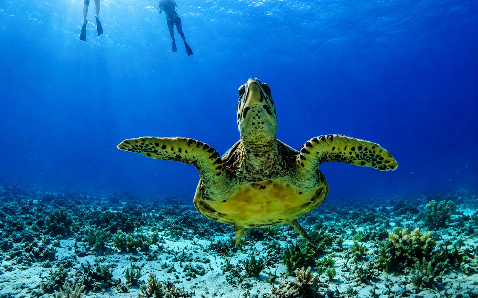 Gili Trawangan Private Glass-Bottom Boat Snorkeling Tour to Gili Meno