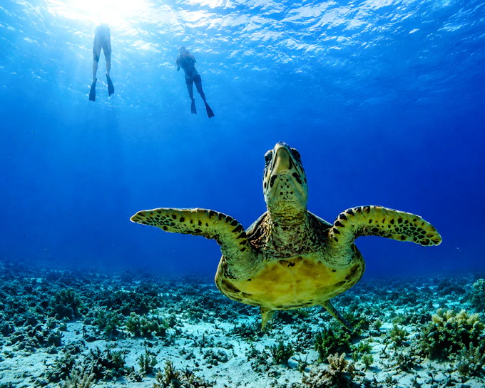 Gili Trawangan Private Glass-Bottom Boat Snorkeling Tour to Gili Meno