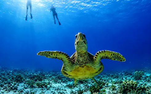 visite privée en bateau à fond de verre au départ de gili trawangan pour faire de la plongée avec tuba à gili meno-1