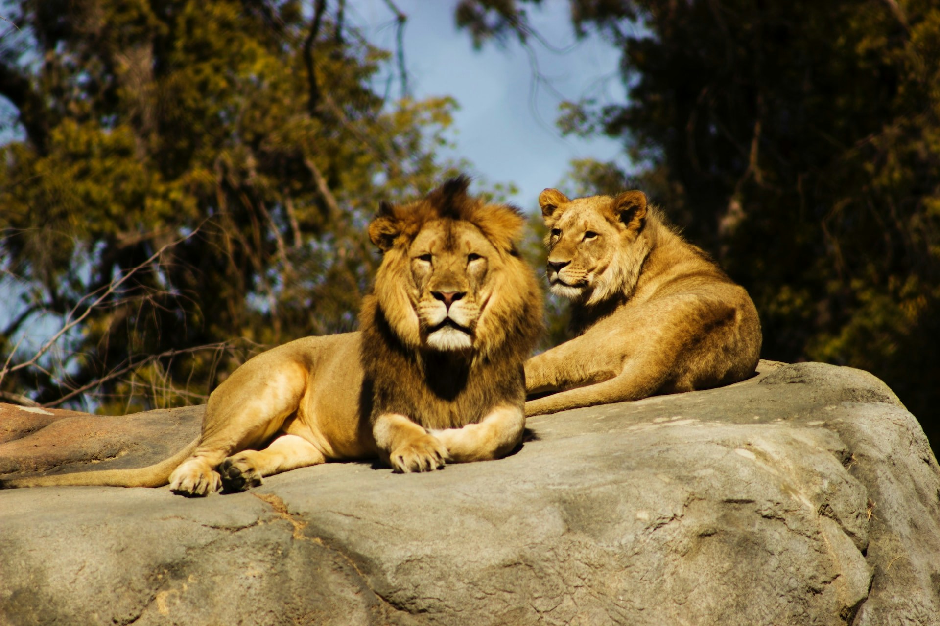 Lions resting on a rock at Bioparc Valencia.