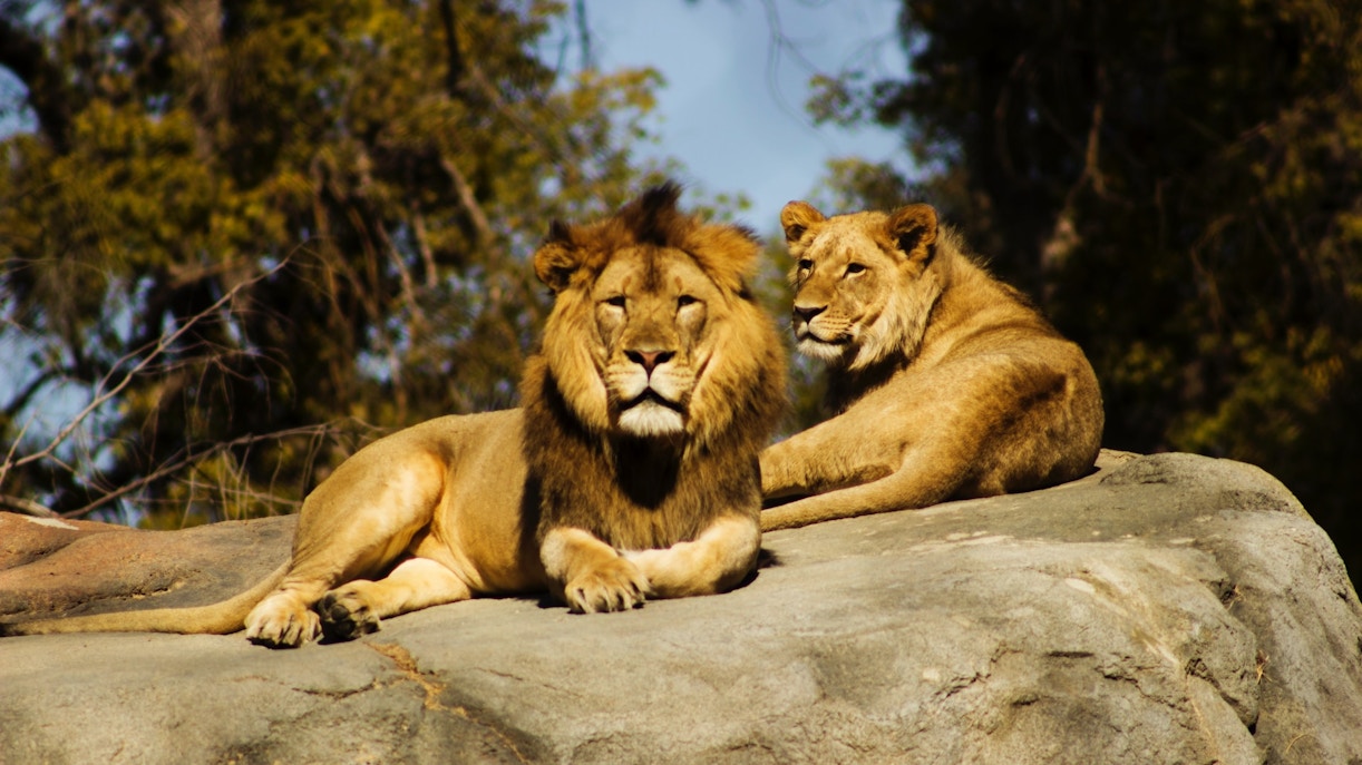 Bioparc Valencia Tickets