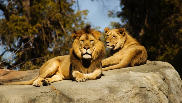 Lion couple resting at Bioparc Valencia, Spain.
