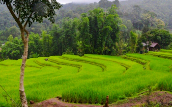 fra chiang mai: elefantreservat og fottur i doi inthanon nasjonalpark-4
