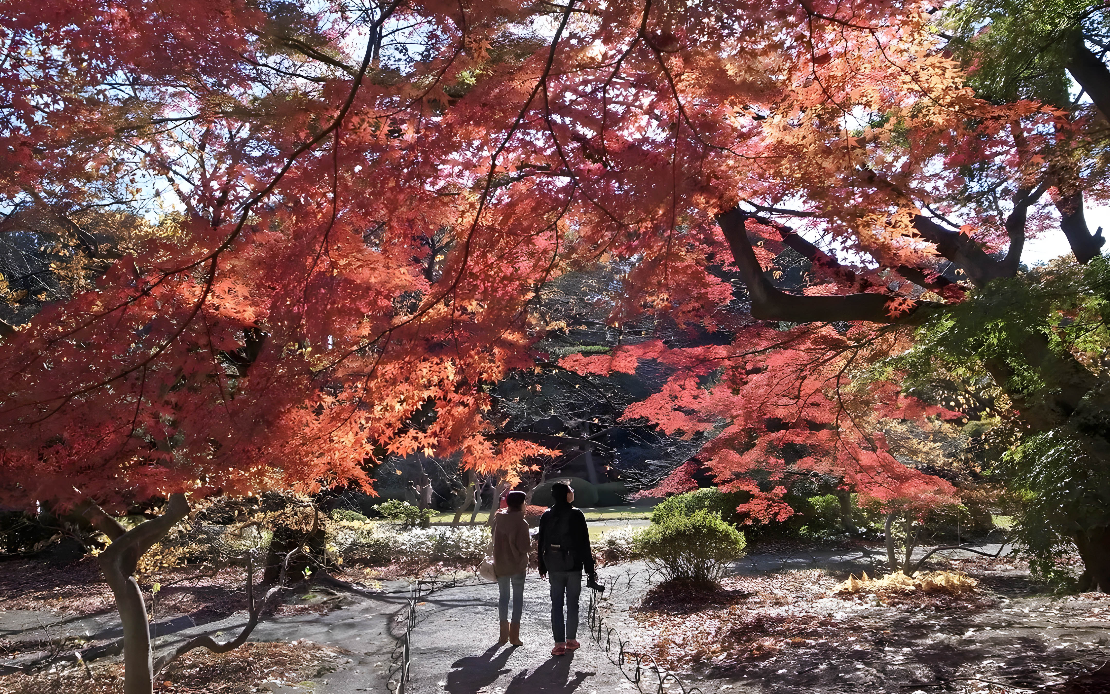 Visitors walking under vibrant autumn leaves in Shinjuku Gyoen, Tokyo.
