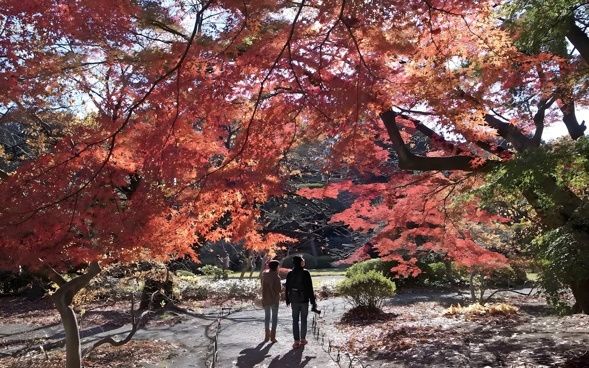 Visitors walking under vibrant autumn leaves in Shinjuku Gyoen, Tokyo.